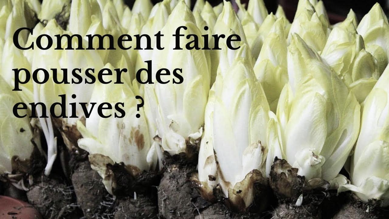 Guide Pratique: Comment Faire Pousser des Endives chez Vous