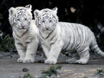 Découvrez comment s’appelle le bébé du Tigre : Un guide fascinant pour les passionnés de faune sauvage